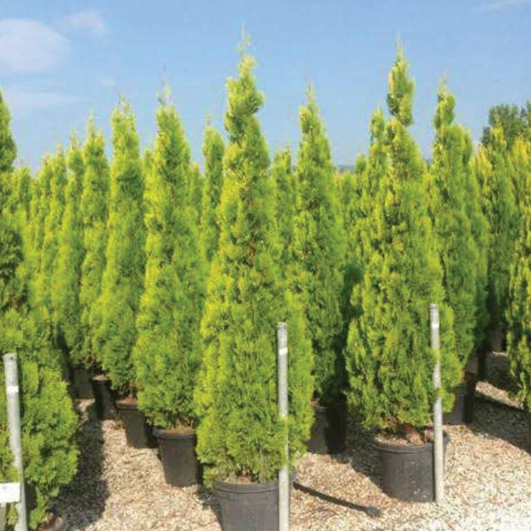 Thuja orientalis Pyramidalis aurea Konya Ağaç