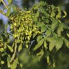 Fraxinus excelsior - Görsel 2