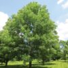 Fraxinus excelsior
