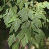 Acer Negundo - Görsel 2