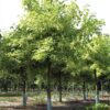 Acer Negundo