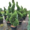 Cupressocyparis leylandii ‘Spiralle’